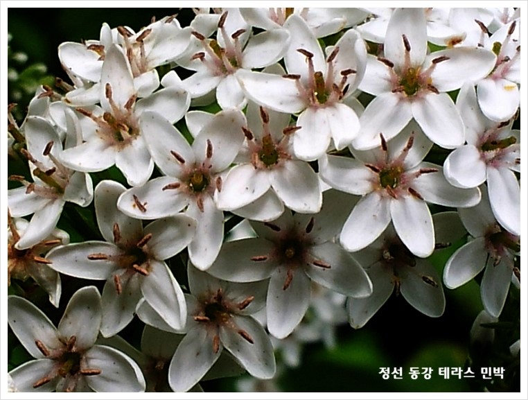 까치민박 이미지
