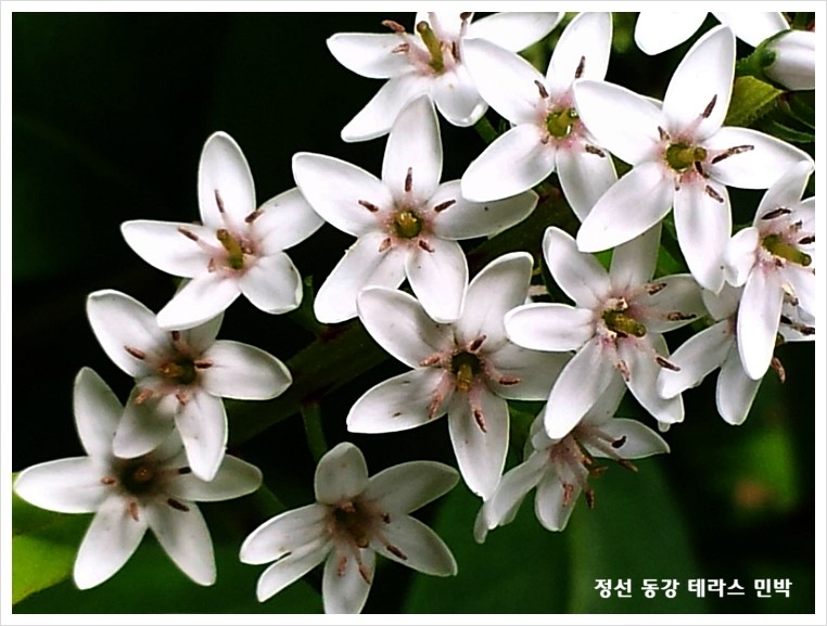 까치민박 이미지