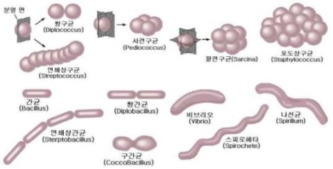 세균의 형태 및 구조, 편모, 내생포자, 유리포자 : 네이버 블로그