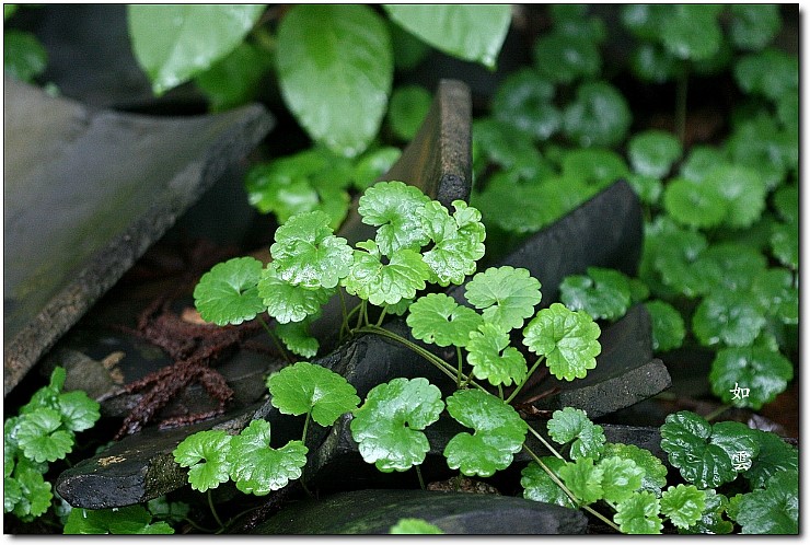 병풀/호랑이풀(Tiger Herb) : 네이버 블로그