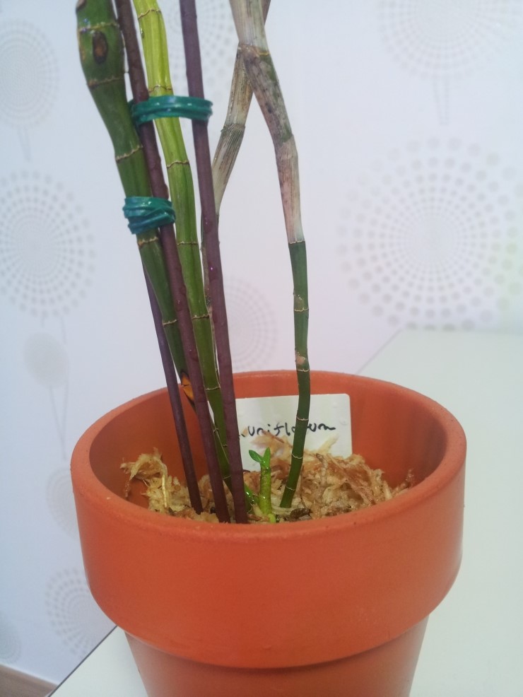 영난원 이미지