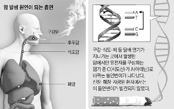초읍담배 이미지