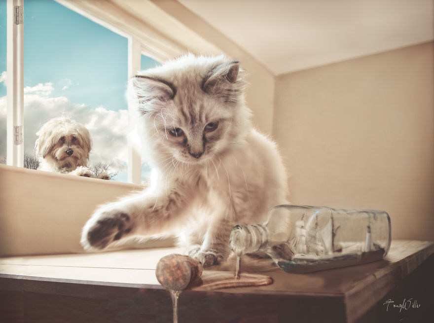 몽이냥이 이미지