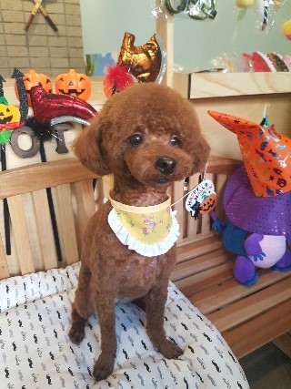 브로컬리헤어 이미지