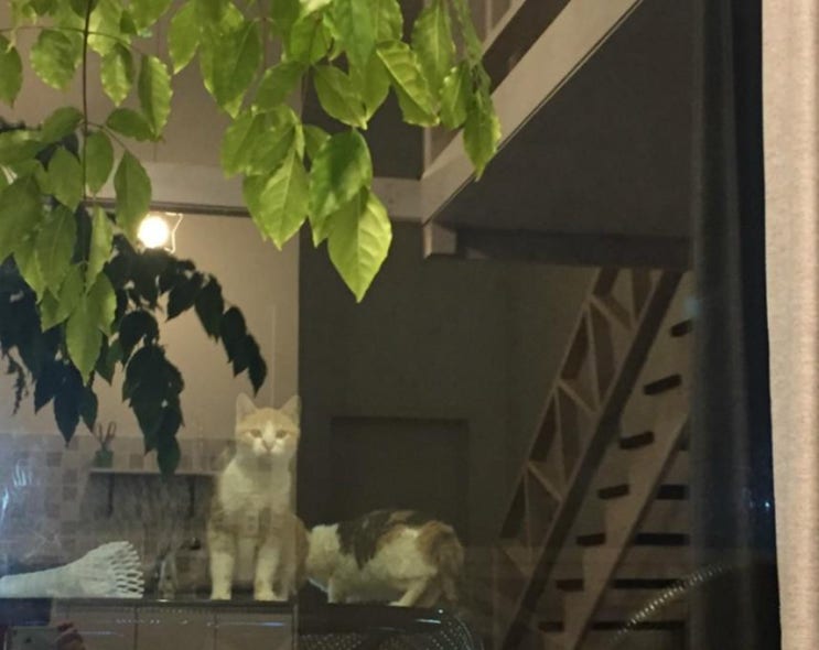 라떼킹 이미지