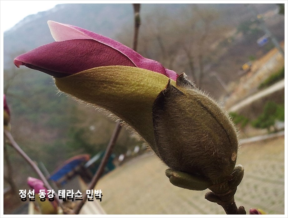 동강자연애 이미지