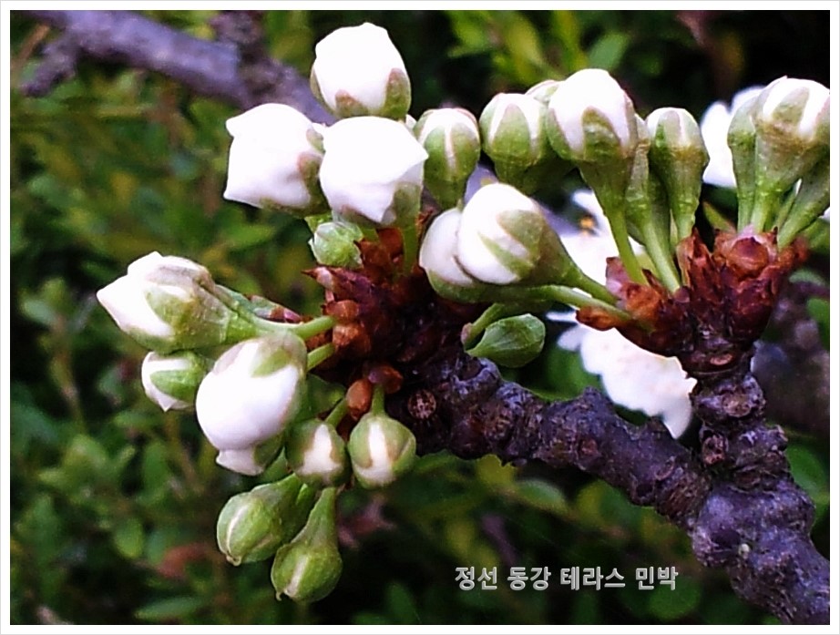 나의살던고향민박 이미지