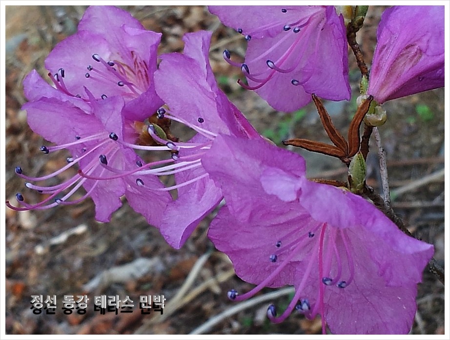 나의살던고향민박 이미지
