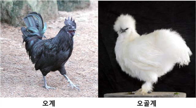 토종닭 이미지