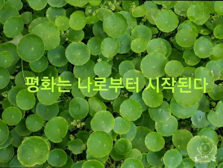일심정 이미지