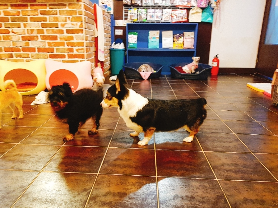 카폐하누 이미지