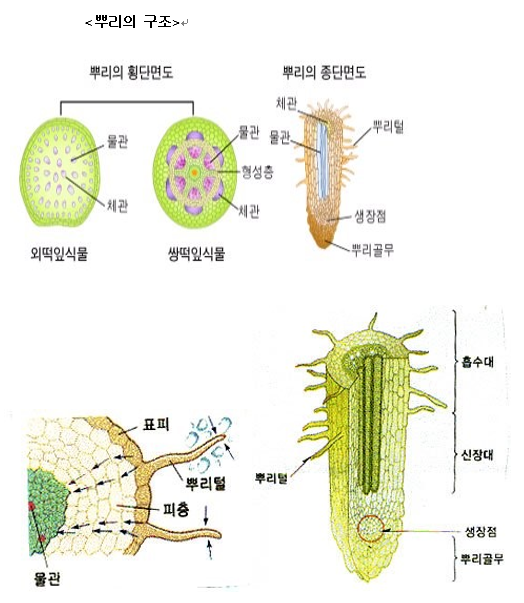식물과 미생물의 공생과 순환 : 네이버 블로그