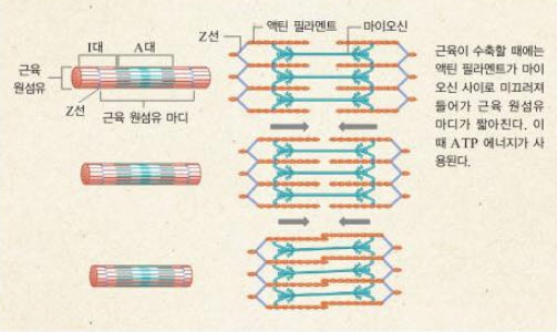 액틴 이미지