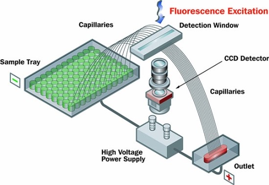 [유전자 분석장비] HOME > Fragment Analzyer - Automated Capillary ...