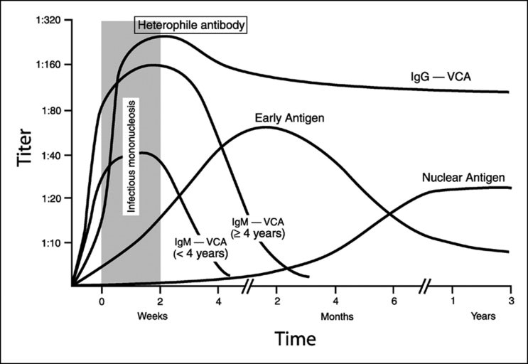 감염성단핵구증, EBV, 그리고 이호항체(Heterophile Antibody) 네이버 블로그