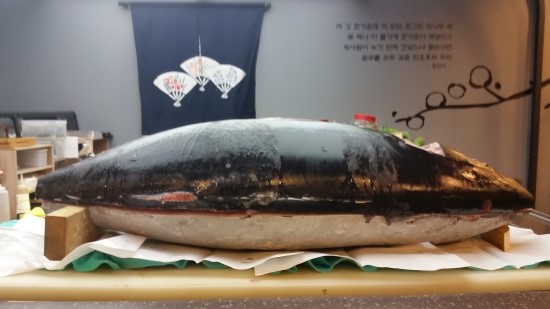 통참치 이미지
