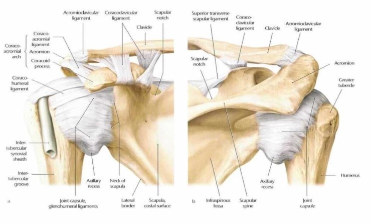 어깨관절 복합체 (Shoulder Complex)의 기능해부학 : 네이버 블로그