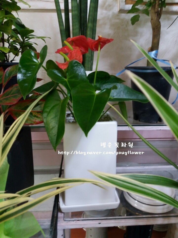 행운꽃화원 이미지