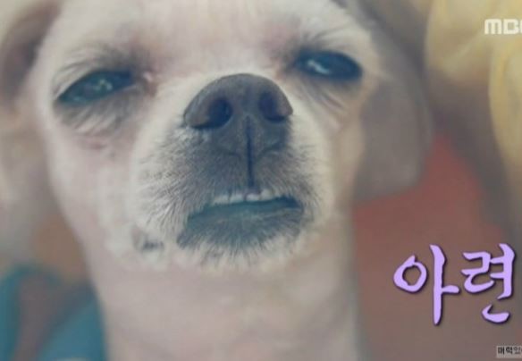 쭈꾸미사랑 이미지