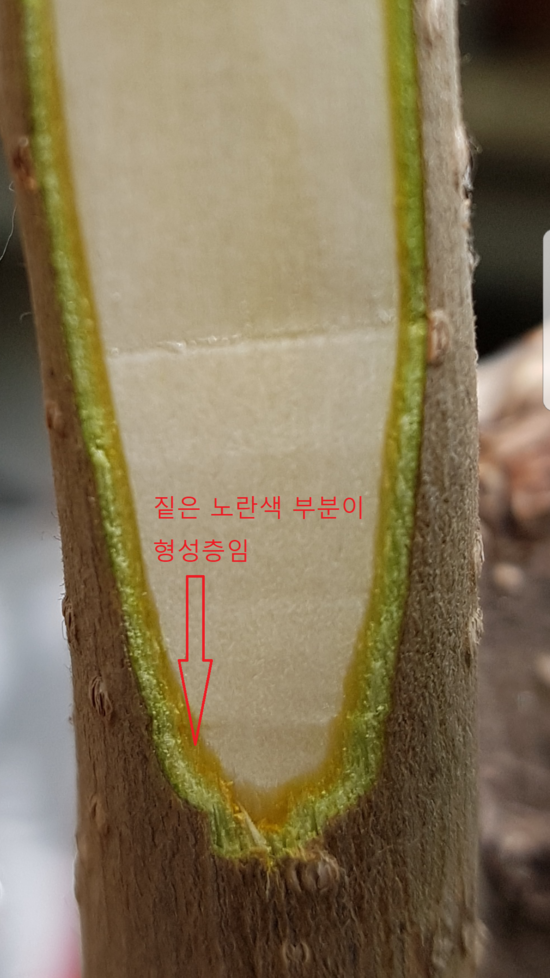 부름켜 이미지