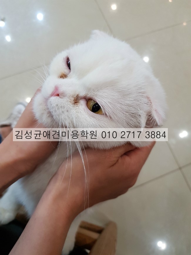 김성균애견미용학원 이미지