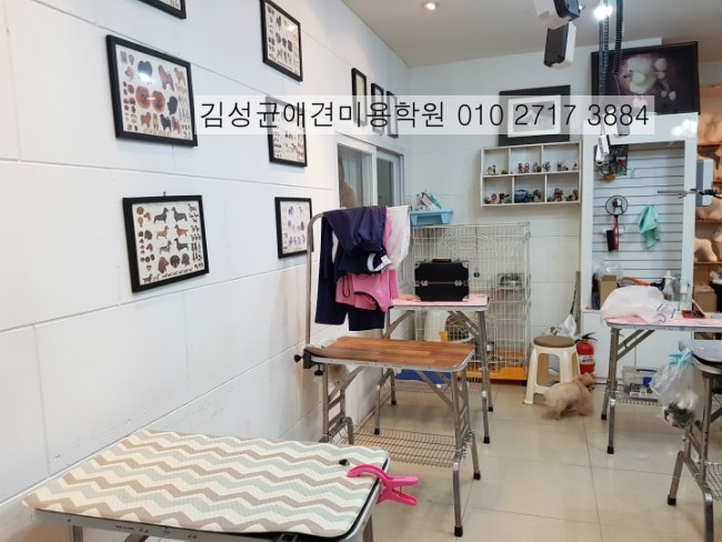 김성균애견미용학원 이미지