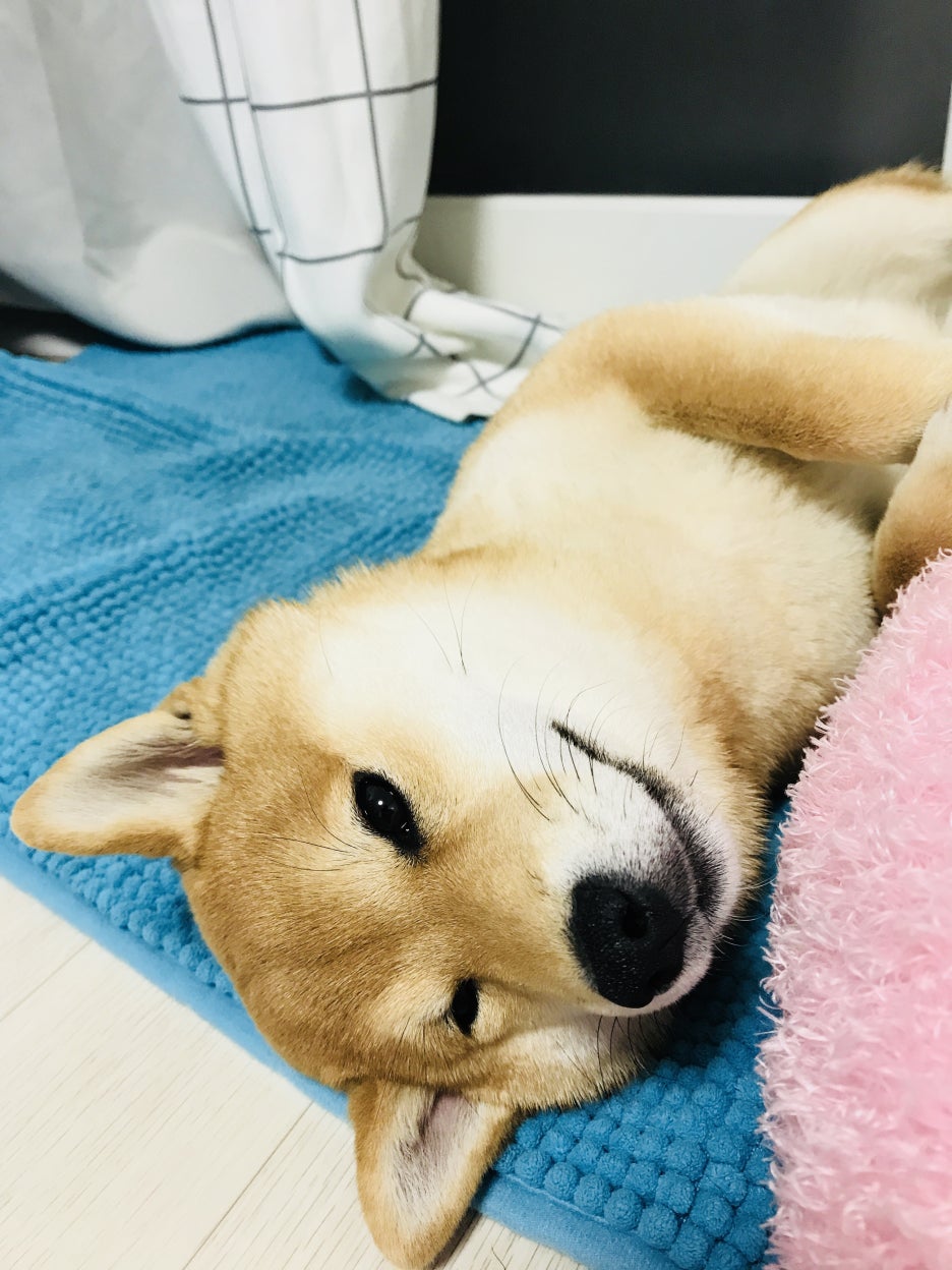 퍼플비 이미지