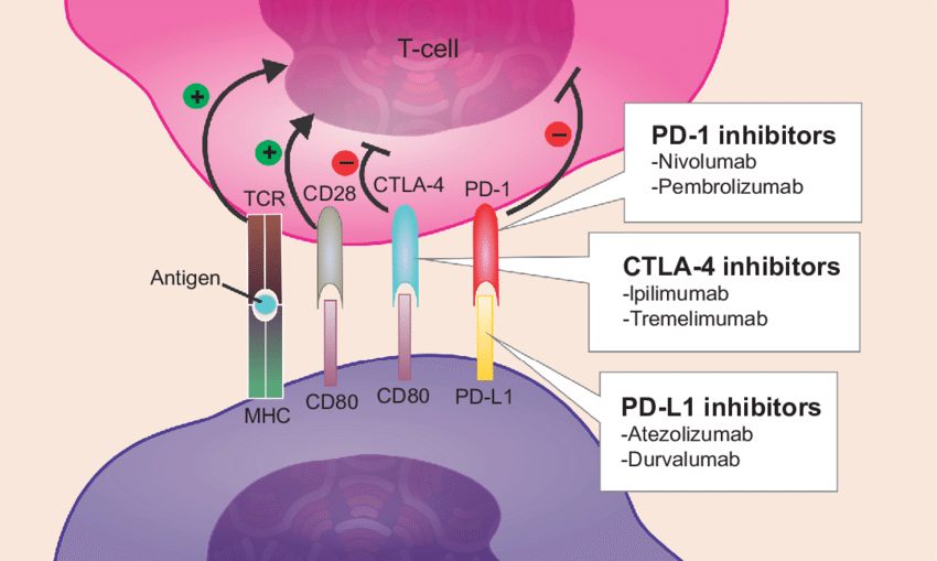 면역관문억제제(Immune Checkpoint Inhibitor) : 네이버 블로그