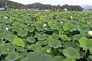 백화원 이미지