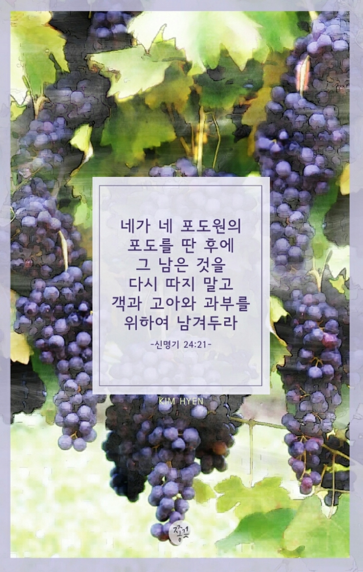 포도나무 이미지
