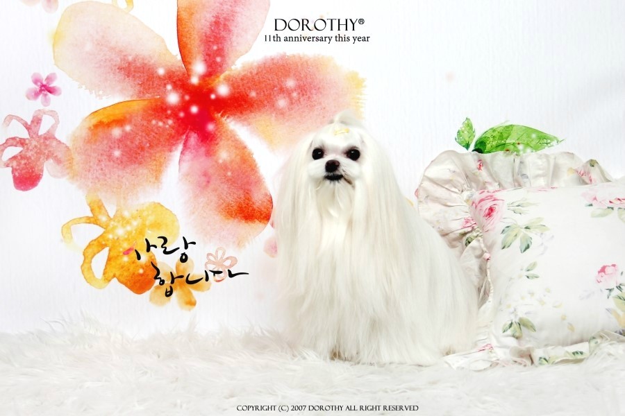 아몬디 이미지