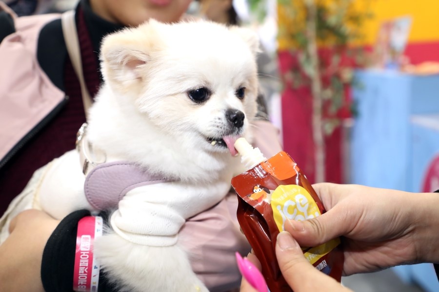 아이스팡팡 이미지