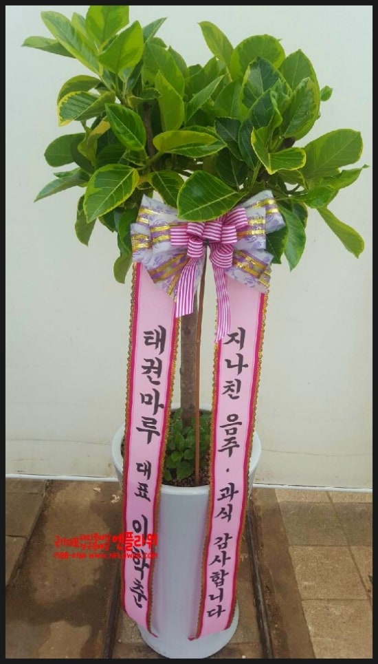 국가대표꽃배달엔플라워 이미지