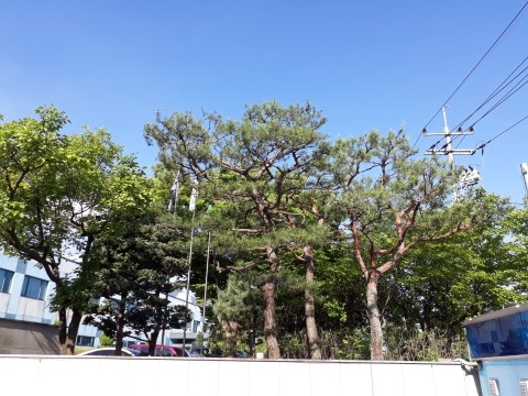 대소원면조경 이미지