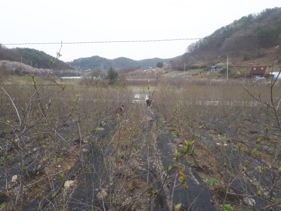왕베리농원 이미지