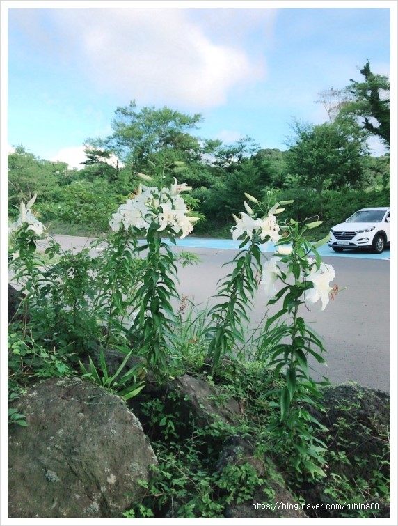 애코카랜드 이미지