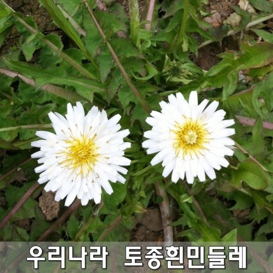 전남녹즙 이미지