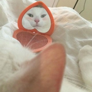 아쿠아펫 플러스 이미지