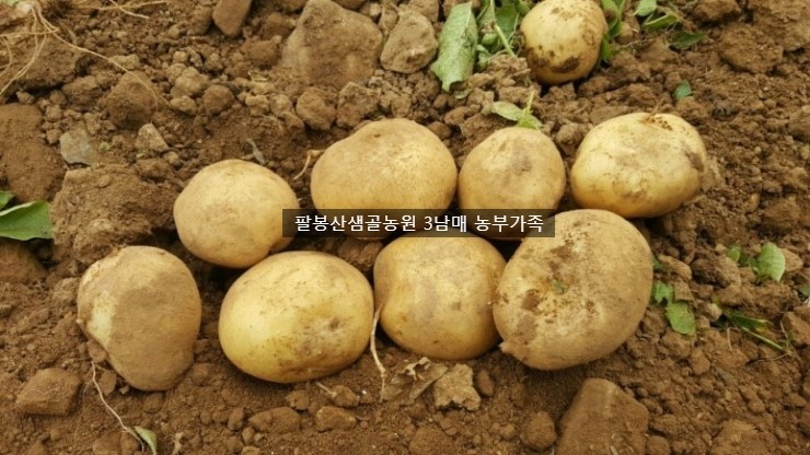 감자PC 이미지