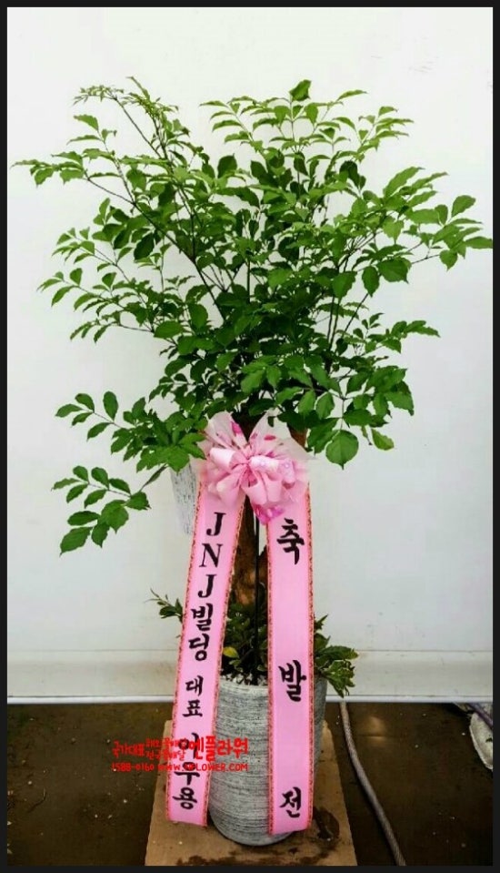 국가대표꽃배달엔플라워 이미지