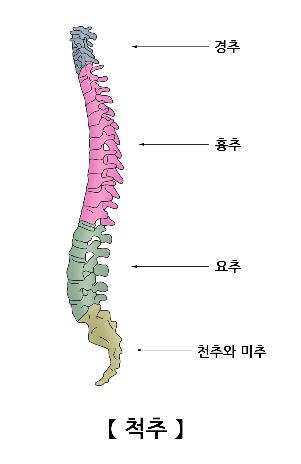 베이스오브바디 이미지