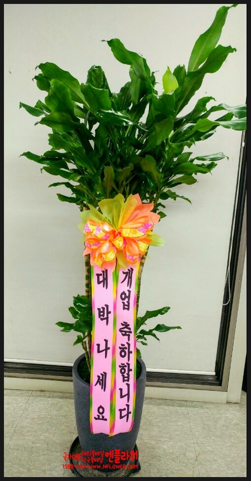 국가대표꽃배달엔플라워 이미지