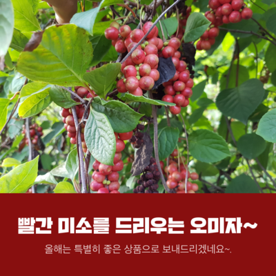 2018 국산 오미자 수확시기 & 오미자 10Kg 판매가격 : 네이버 블로그