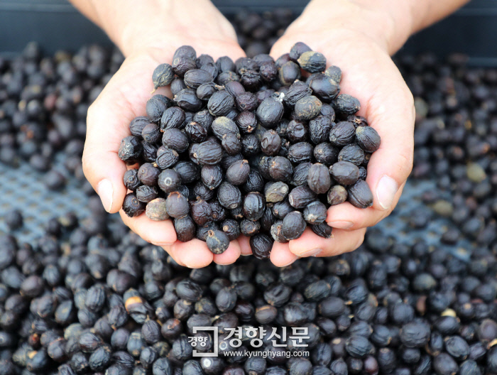 담양커피 이미지