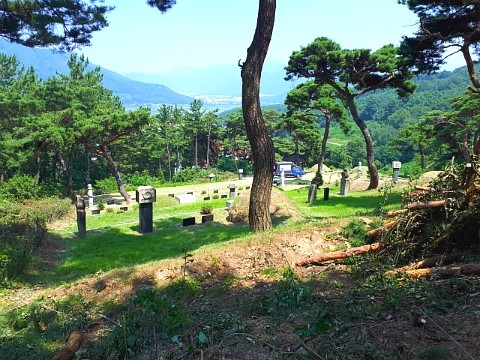 쓰러진 고사목 이미지