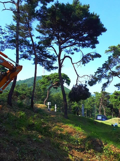 쓰러진 고사목 이미지