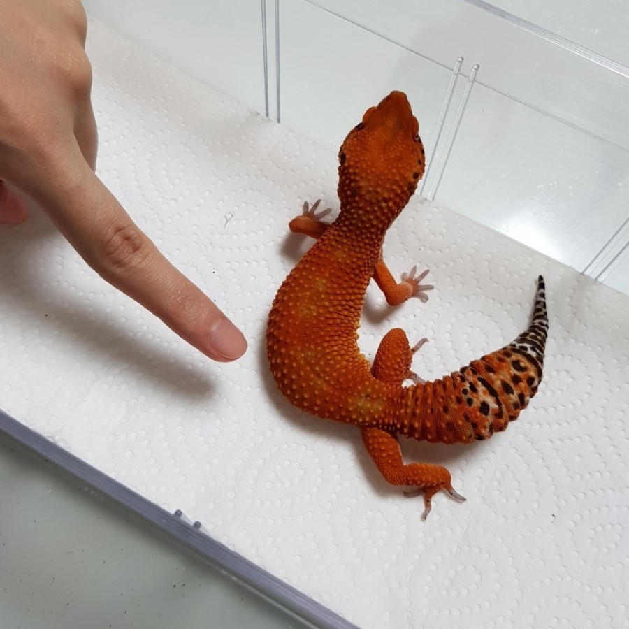 와이엔케이 이미지