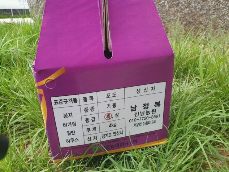 안성서운포도 이미지