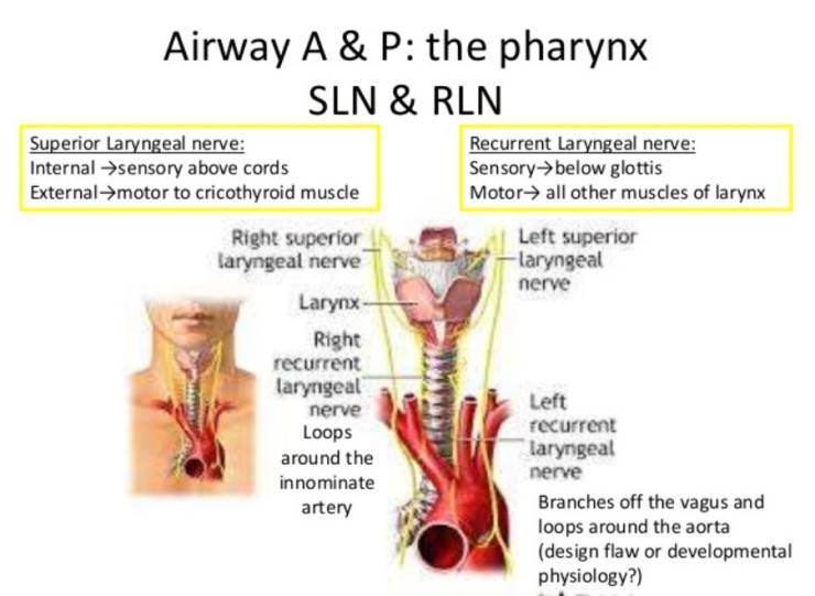 Superior Inferior Laryngeal Nerve 네이버 블로그