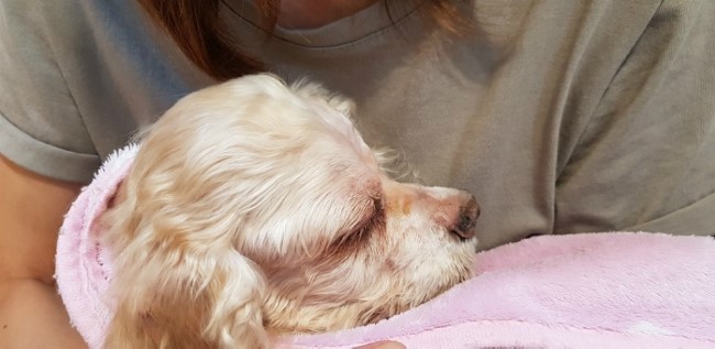 앨리야나 이미지